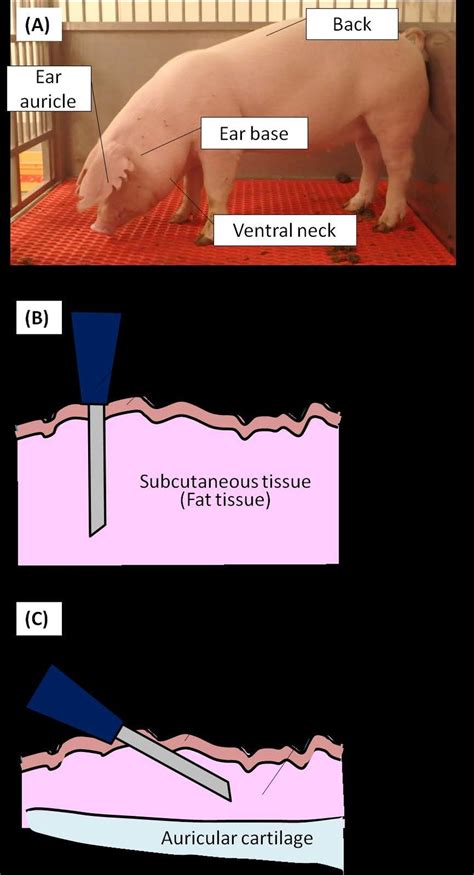 subcutaneous rfid chip swine|Optimal implantation site of transponders for identification of .